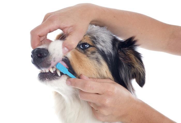 🐾 Bộ Bàn Chải & Kem Đánh Răng Cho Chó Mèo Pet Joothpaste - Ảnh 5
