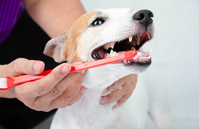 🐾 Bộ Bàn Chải & Kem Đánh Răng Cho Chó Mèo Pet Joothpaste - Ảnh 6