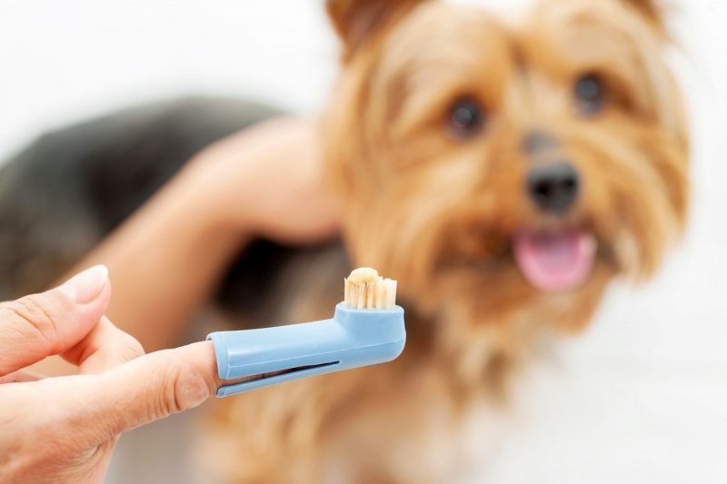 🐾 Bộ Bàn Chải & Kem Đánh Răng Cho Chó Mèo Pet Joothpaste - Ảnh 7