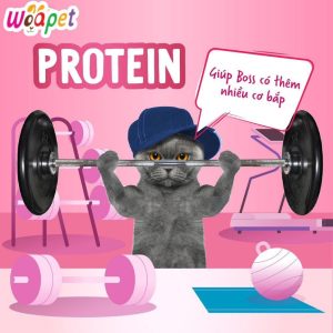 Alternative view of WOA CAT - Hạt Thức Ăn Dinh Dưỡng Cho Mèo Mọi Lứa Tuổi