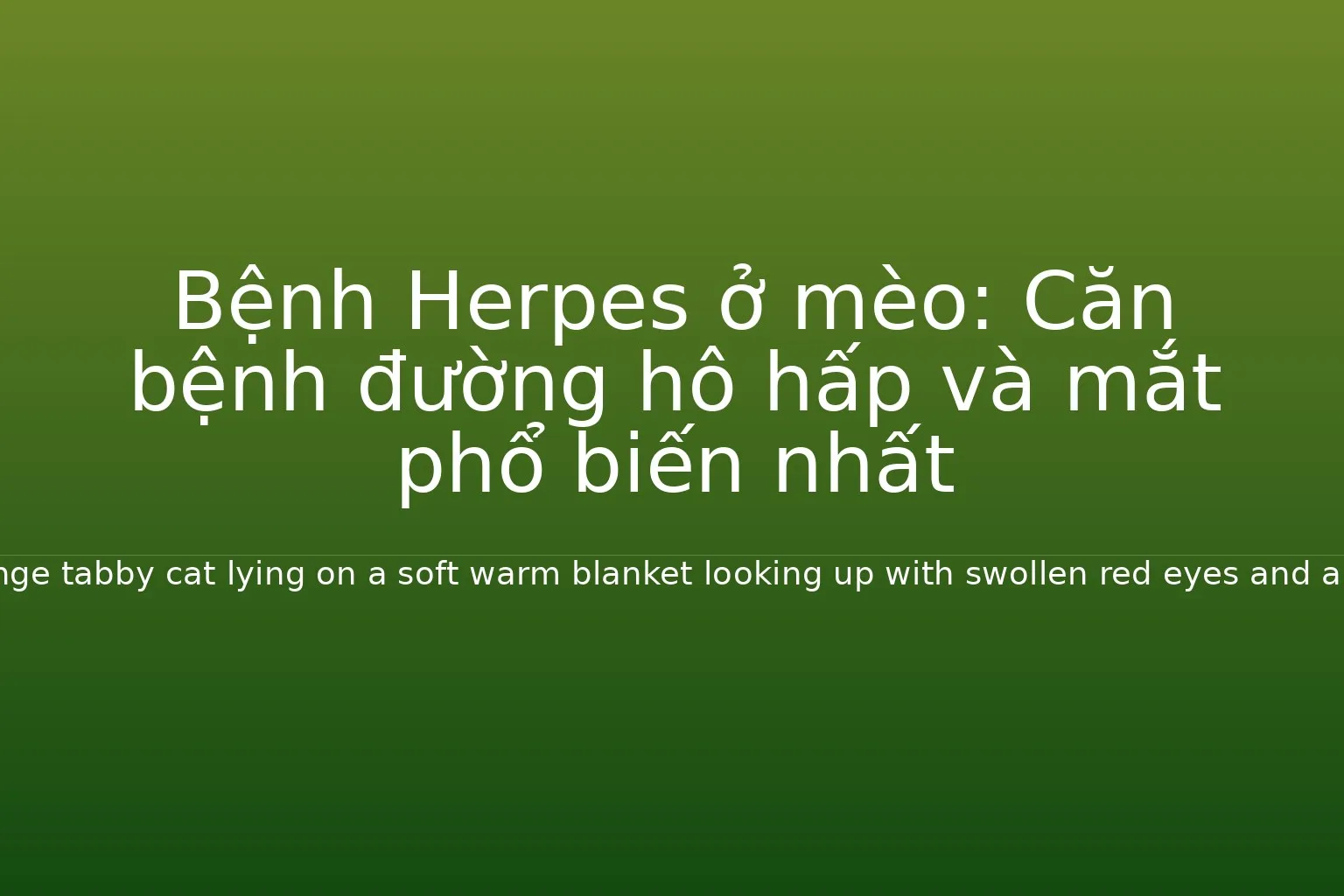 Bệnh Herpes ở m&egrave;o: Căn bệnh đường h&ocirc; hấp v&agrave; mắt phổ biến nhất